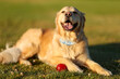 © Mat Hayward - A golden retriever dog lays on the grass next to his toy ball. The pet is panting and his ears are laying back. He has been running and is breathing hard.