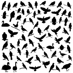 Poster - Collection of various bird silhouettes perched and flying on white background