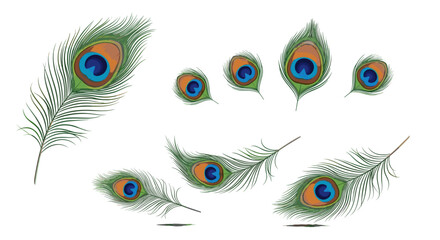 Poster - A collection of eight peacock feathers with distinct eye patterns arranged on a white background image art