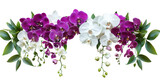 Purple white orchids green leaves isolated on a transparent background