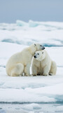 Two polar bears resting on ice floes in arctic landscape. Vertical close up of two white bears cuddling together on snowy terrain.