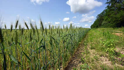 Wall Mural - spikelets. Fresh green young unripe juicy spikelets of wheat on a blurred green field. Oats, rye, barley. harvest in spring or summer, closeup of a field. agricultural field, agriculture, farmland