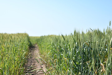 Wall Mural - spikelets. Fresh green young unripe juicy spikelets of wheat on a blurred green field. Oats, rye, barley. harvest in spring or summer, closeup of a field. agricultural field, agriculture, farmland
