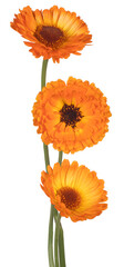 Wall Mural - English Marigold Flower