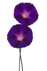 Wall Mural - ipomoea flower isolated