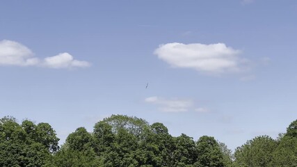 Wall Mural - bird flies in the sky above a forest