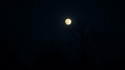 Wall Mural - Dark Night Sky with Silhouetted Leafless Trees and Full Moon