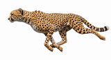 leopard in front of a white background