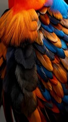 Poster - Close-up panning of colorful feathers in hues of orange, brown, and blue creating textural patterns and vibrant natural design.