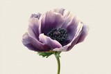 Detailed Purple and Pink Anemon Flower