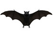 © maikal - A detailed black bat with wings spread wide isolated on transparent background