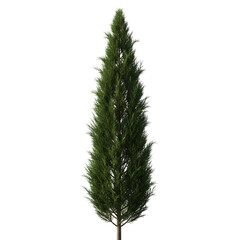 cypress tree isolated against black backdrop