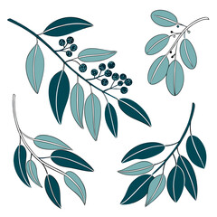 Poster - Elegant botanical vector illustration featuring stylish eucalyptus branches in teal and dark teal tones with leaves and berries isolated on a white background
