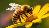 Macro shot of a honeybee collecting pollen on a yellow daisy