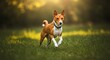 © meka - Energetic Basenji dog running freely through lush green grass field