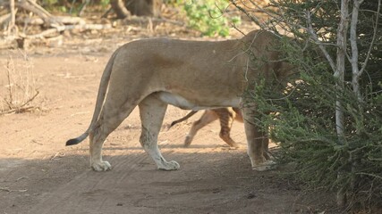 Wall Mural - A lioness walks into the shade followed by one of her cubs, Mashatu Game Reserve.