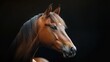 © sukar - Chestnut horse portrait, dark background, equine elegance, website banner