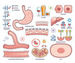 © VectorMine - Alcohol metabolism is shown with stomach, liver, and molecular structures, illustrating how alcohol is processed in the body, transparent background. Outline style collection
