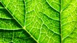 © Gallery of AKM - Detailed Macro View of a Vibrant Green Leaf Vein Network Showing Intricate Patterns