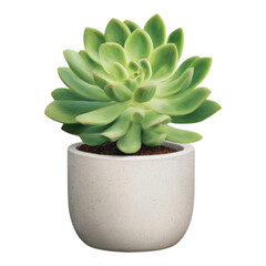Wall Mural - Succulent Plant in Simple Pot Isolated on Background