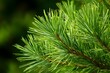 © logonv - Close up of green pine needles on a tree branch. Nature background for environmental concepts. Evergreen plant texture for forest decor.