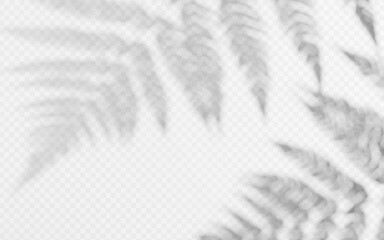 Wall Mural - shadow overlay from a fern branch isolated on a transparent background.