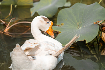 The White Goose floating on the surface of the water at a pond surrounded by green grass koi and rocks.