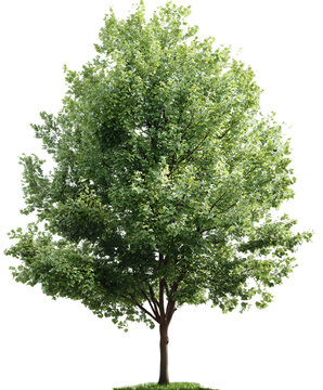 A verdant green tree stands elegantly against a stark black backdrop, perfect for architectural rendering and graphic design overlays.