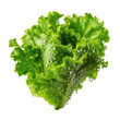 © Faki - Fresh, vibrant head of crisp green lettuce, covered in water droplets