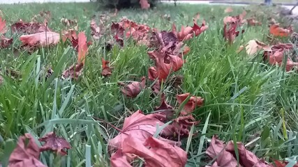 Wall Mural - field of grass with leaves scattered on the ground
