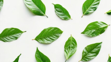Poster - Fresh green leaves arranged on a clean white surface