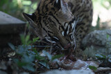 Detailed portrait of a wild ocelot intensely eating, highlighting its spotted fur and sharp features. Perfect for wildlife content.