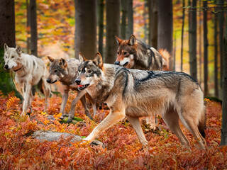  Wild wolves in fall woodland surrounded by orange foliage and peaceful forest environment
