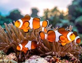 Vibrant clownfish in an anemone