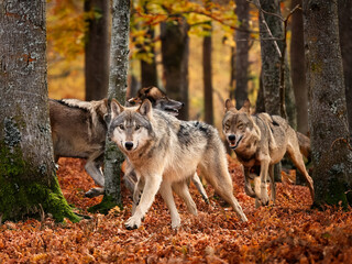  Wildlife in autumn woods featuring wolves and seasonal foliage in natural setting
