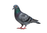 A grey domestic pigeon with iridescent green and purple neck plumage and bright orange eyes stands still, head turned, isolated on a transparent studio background with copy space, urban wildlife