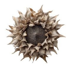 Poster - Isolated Sunflower Seed Head on White Backdrop for Creative and Artistic Designs