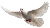 a high quality stock photograph of a single flying spread winged white pigeon isolated on a transparant or white background