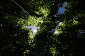 Wall Mural - experience the majestic canopy view of a lush and vibrant green forest landscape, sustainability