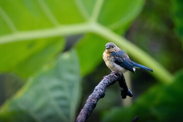 Wall Mural - small bird perched on a branch with green background.