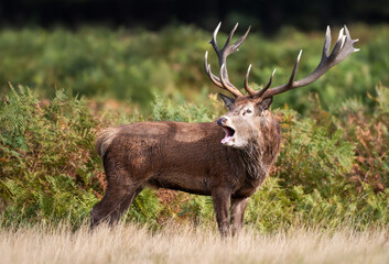 Wall Mural - Portrait of a red deer stag calling during the rut in autumn
