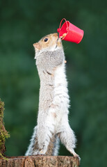 Wall Mural - Grey squirrel eating nuts from a small red bucket on a tree stump