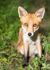 Wall Mural - Portrait of a cute young red fox sitting in a meadow
