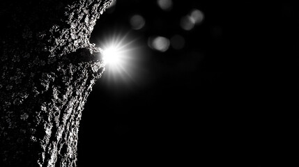 Poster -   A stark image of sunlight filtering through a tree's trunk, captured in black and white
