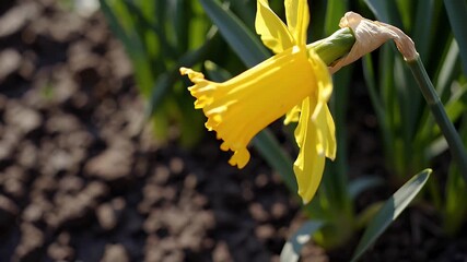 Wall Mural - a tight macro of blooming yellow daffodils set in garden soil the vibrant petals shining against leafy greens an image that captures the early beauty and renewal of springtime flora