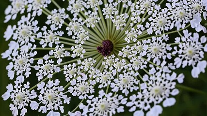 Wall Mural - extreme close up of Queen Anne’s lace flower (wild carrot) with thousands of tiny blossoms forming a delicate umbrella shaped cluster ideal for botany visuals or organic garden concepts