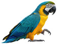 Isolated Blue and Gold Macaw