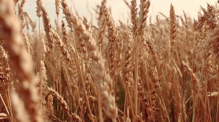Naklejka na meble Close-up of a wheat field, showcasing golden grains under soft, warm light