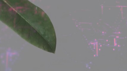 Poster - Green leaf holding tilt when pink digital lines emerging intensifying behind showing tech growth