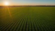 © Anuyj - Wide-angle view of lush green rice fields with rows clearly visible, bathed in golden sunlight shining through clouds during sunset